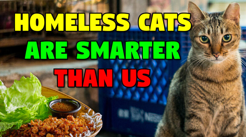 Why Homeless Cats are Smarter Than Us